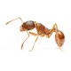 Средства от муравьев купить в Москве в Интернет-магазине СанитексЭко