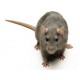 Средства от крыс, мышей купить в Москве в Интернет-магазине СанитексЭко